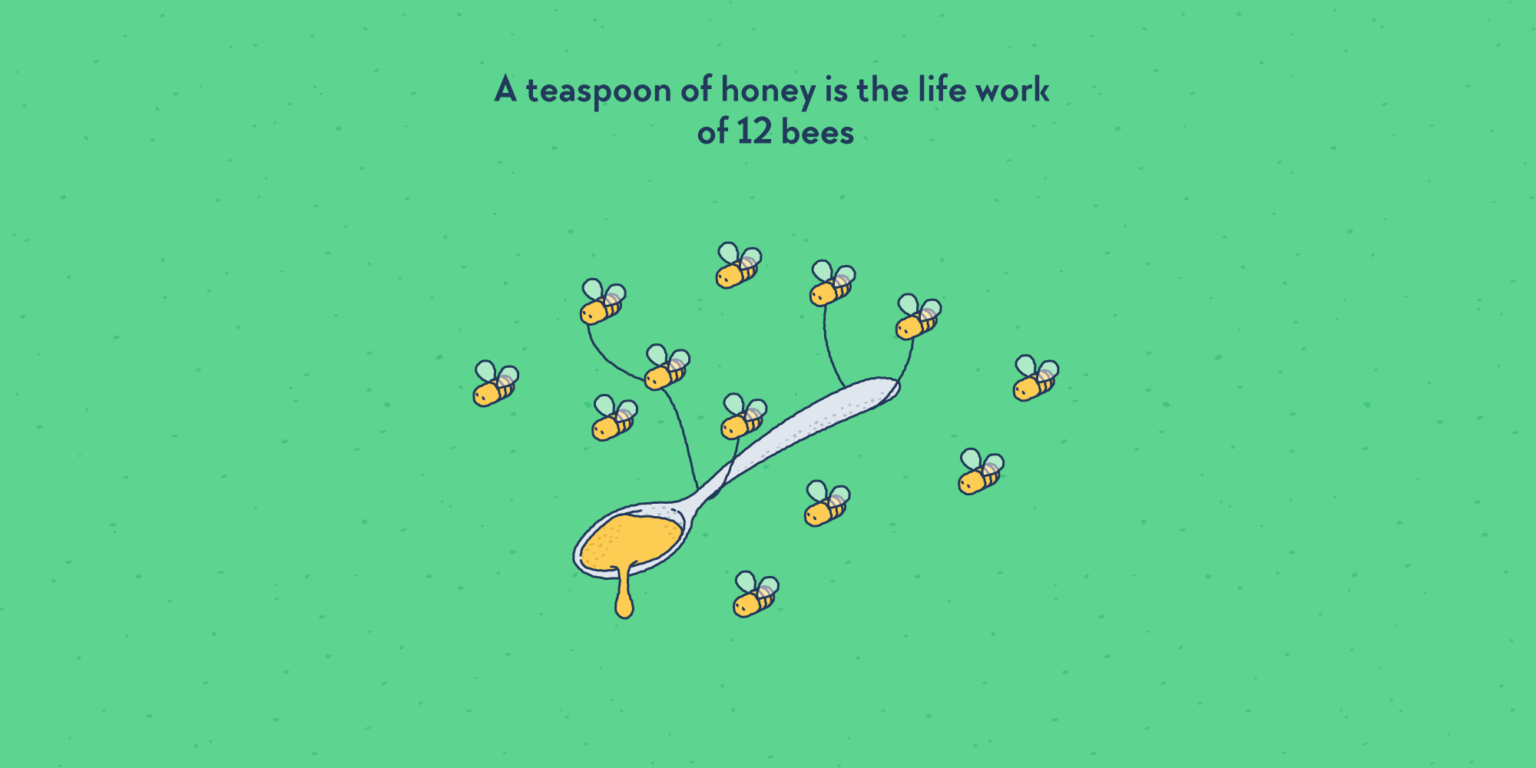 A teaspoon of honey is the life work of 12 bees Factourism