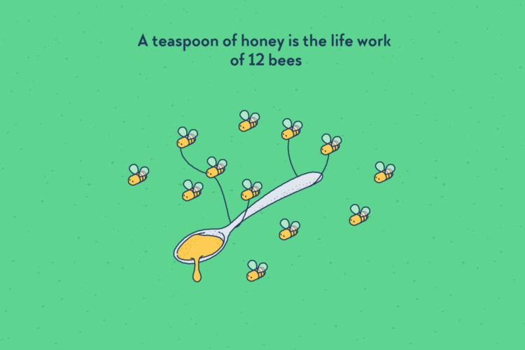 A teaspoon carried by 12 bees