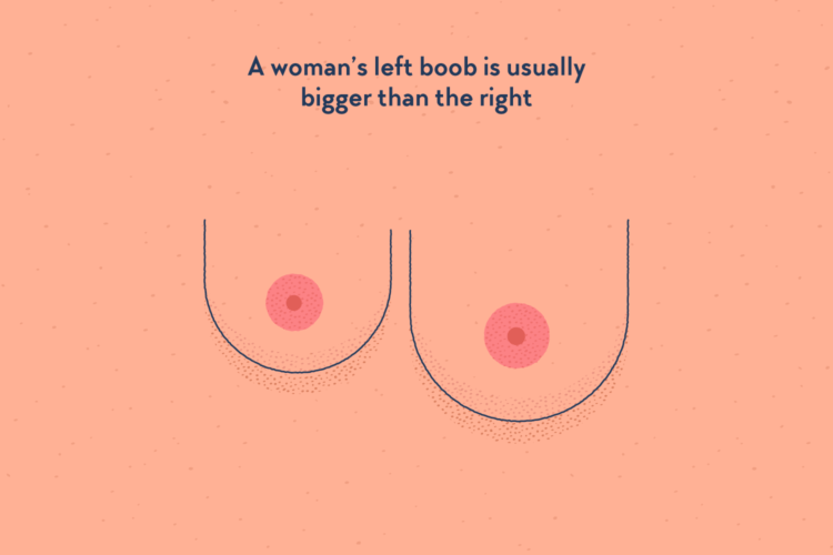 Two boobs, left one is bigger than the other.