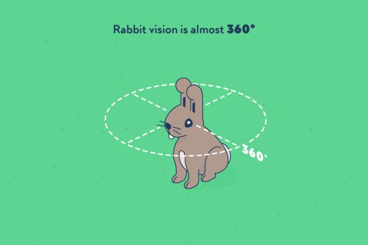 A rabbit with a line around its head, the line depicts 360 degrees.