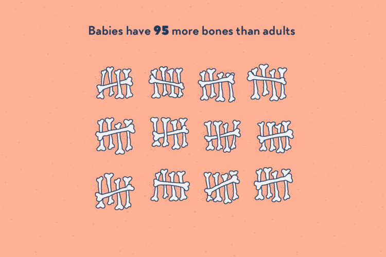 95 little baby bones, neatly arranged in groups of five.