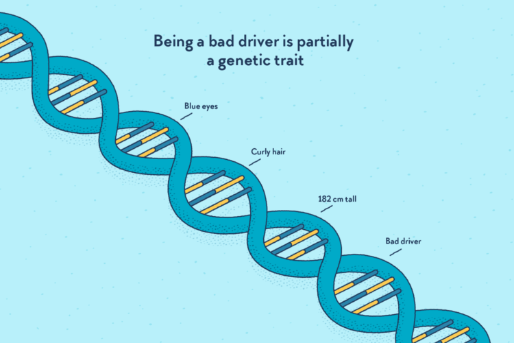 A long DNA string, some genes being highlighted: “Blue eyes”, “Curly hair”, “182 cm tall”, and “Bad driver”.
