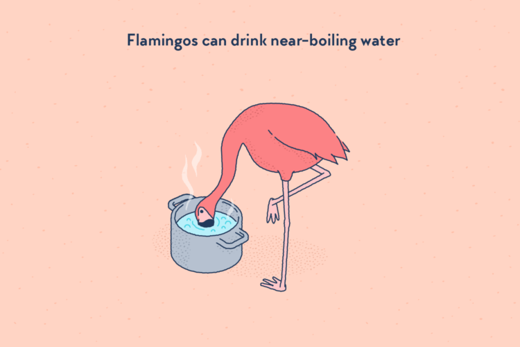 A pink flamingo standing on one leg and drinking from a saucepan full of hot water