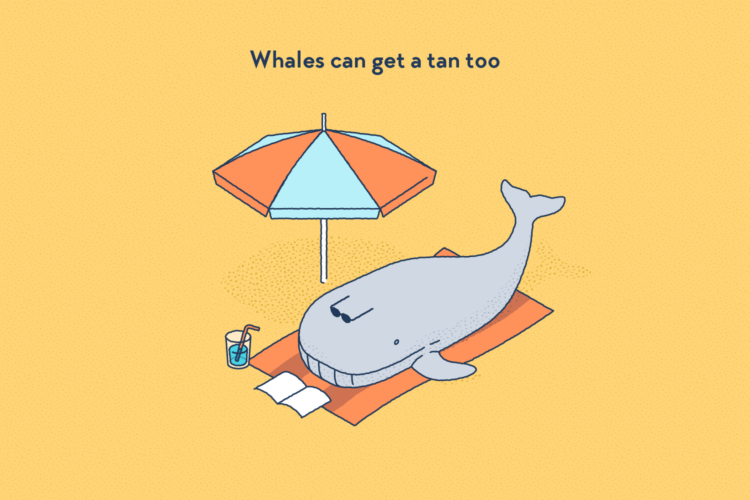 A whale on the beach, with its towel, umbrella, book, sunglasses, and fresh drink.