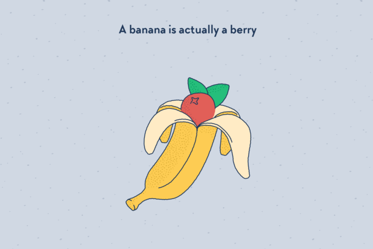 A banana being peeled, with a red berry in the middle in place of an actual banana.