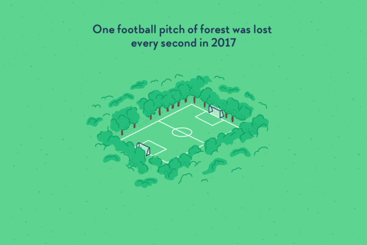 A rectangle clearing in the middle of a forest, in which is arranged a football field.