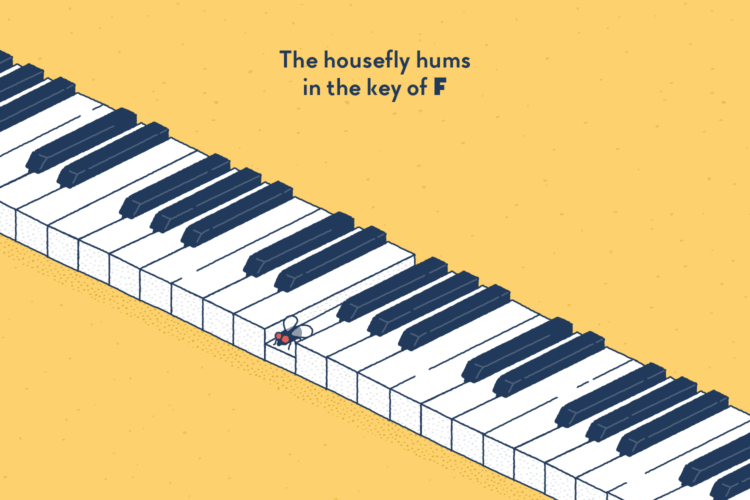A little fly pressing the middle F key of a large piano keyboard