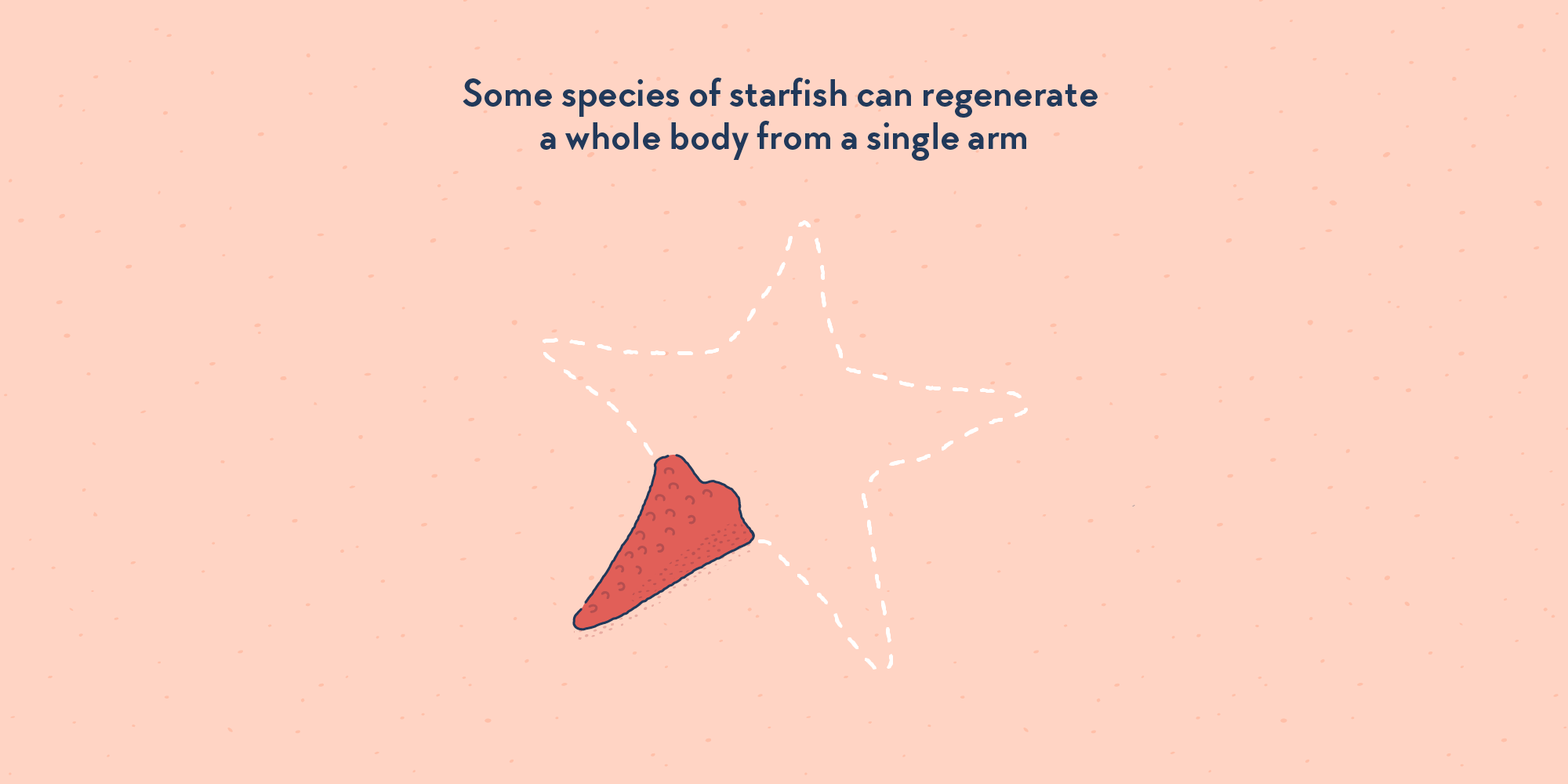 One single arm of a five-armed starfish. A dotted line mark the star shape of the full animal.