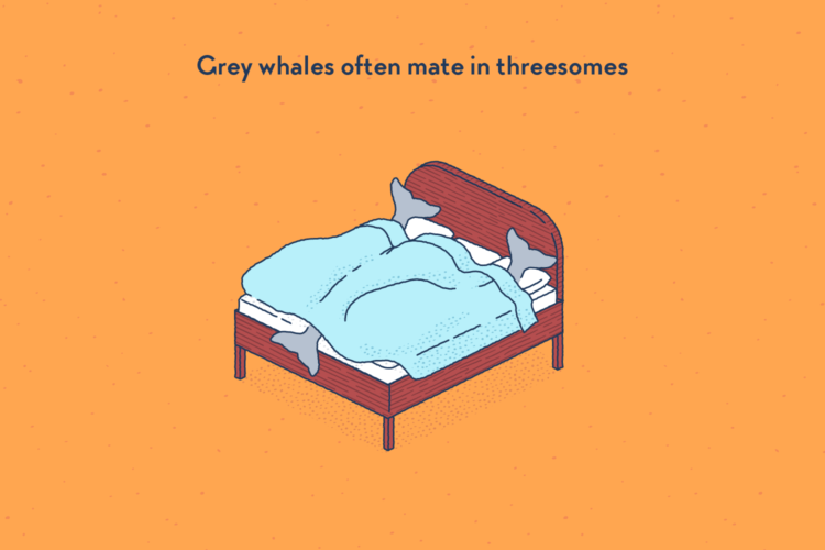 A big bed with three whales in it, hidden under the cover.