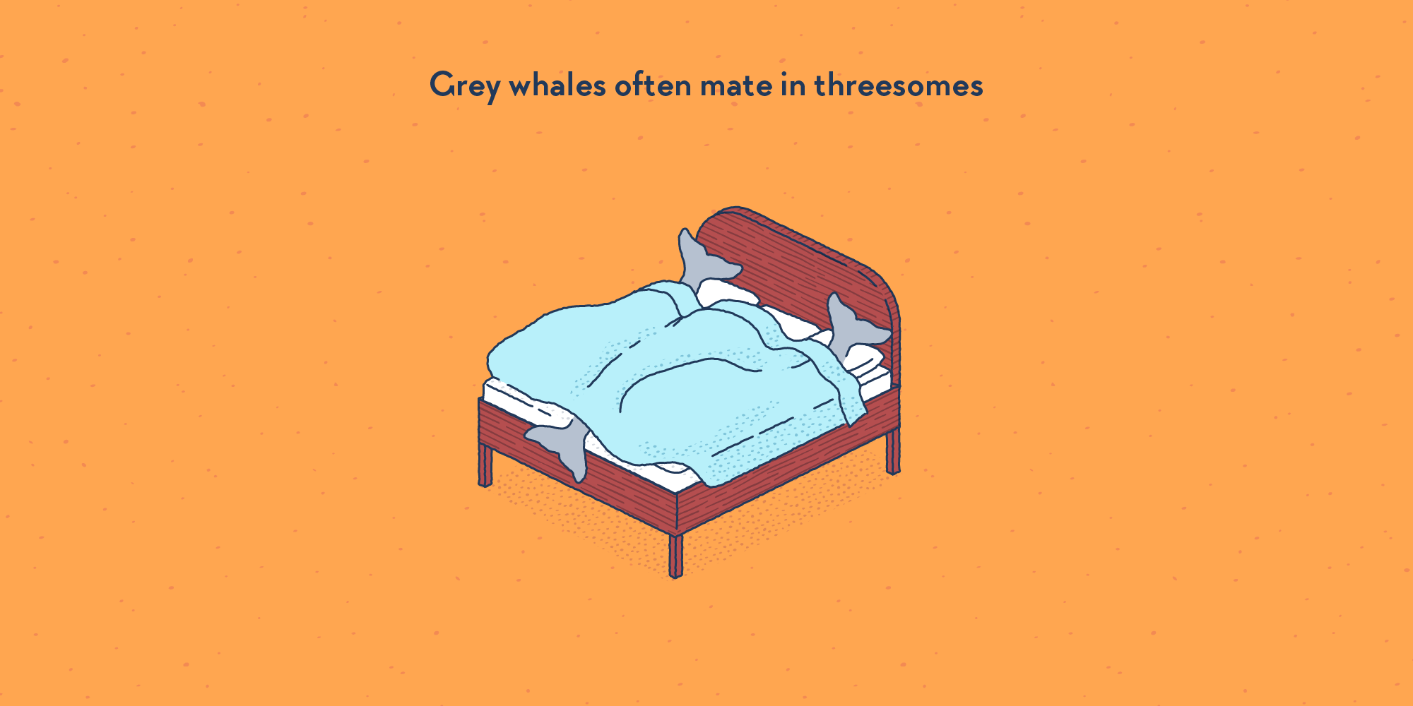 A big bed with three whales in it, hidden under the cover.