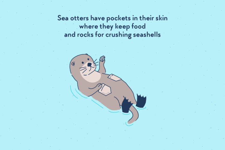 A sea otter swimming on it back. with two cloth-like pockets on its side, and a little rock in its hand.