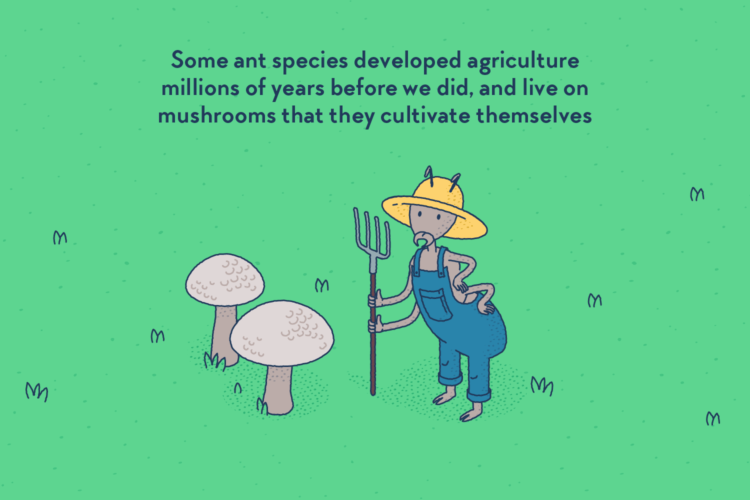 An anthropomorphic ant standing up with typical farmer clothes (overalls, straw hat), holding a rake, next to two big mushrooms.