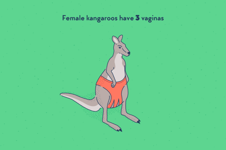 A kangaroo wearing underwear that has three straps between the legs instead of one.