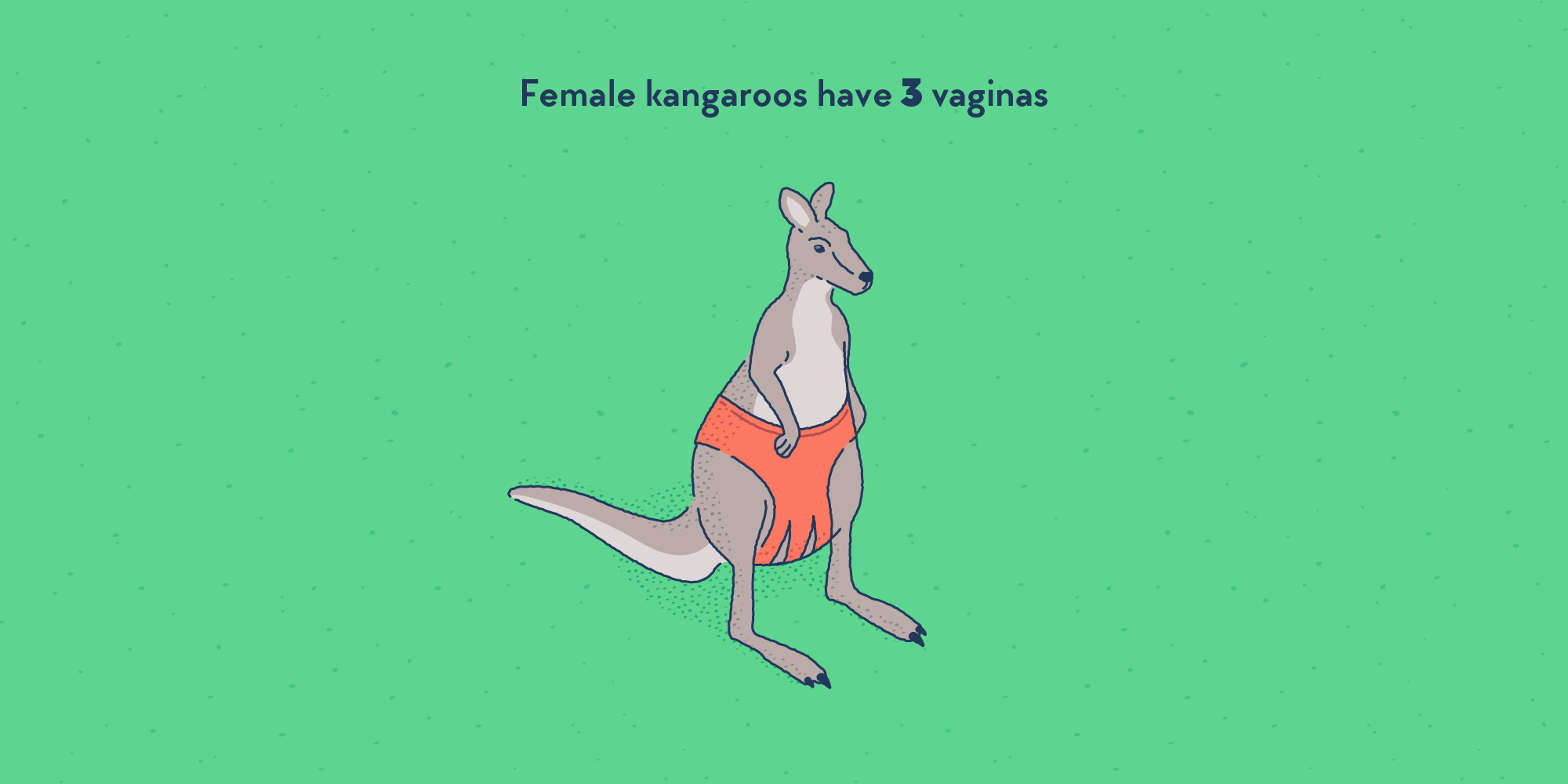 A kangaroo wearing underwear that has three straps between the legs instead of one.