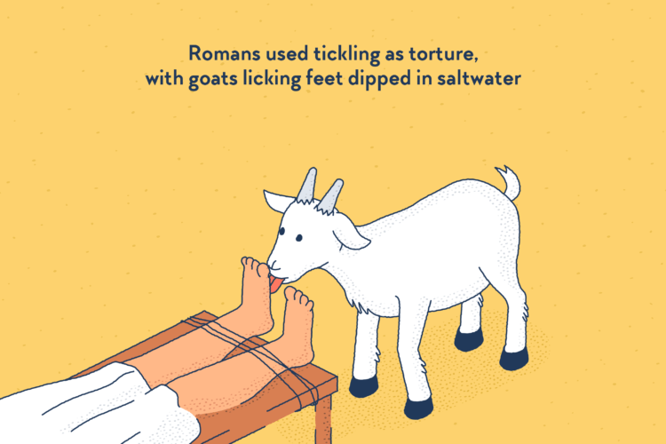 A goat licking the feet of a person tied lying down.