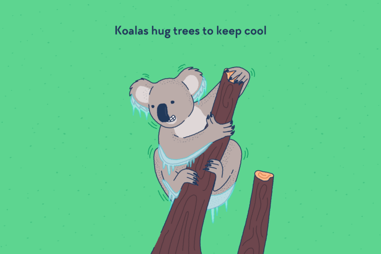 A koala on a branch, shivering of cold with icicles growing on its fur.