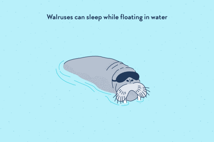 A walrus in the sea, wearing a sleep mask