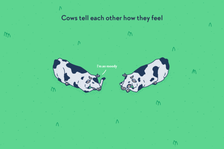 Two cows lying in the grass, one saying to the other: “I’m so moody”.