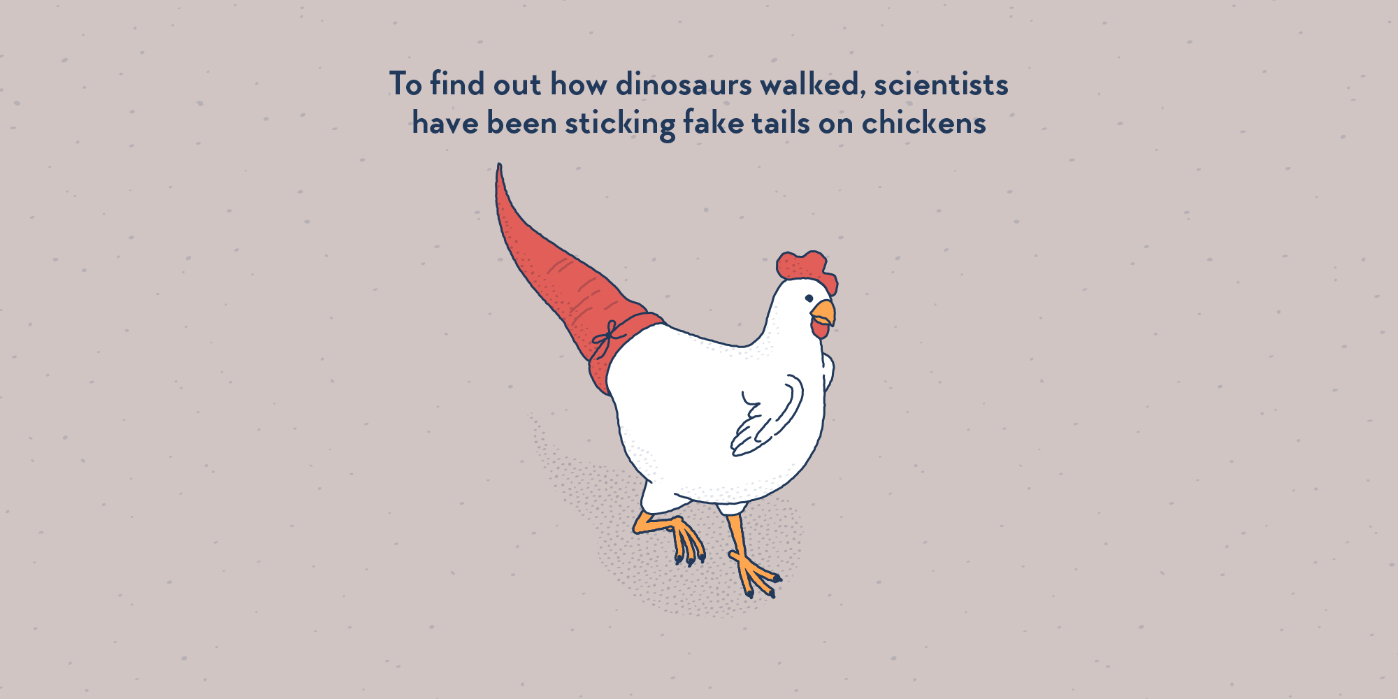A chicken with a fake T-Rex tail tied behind it.