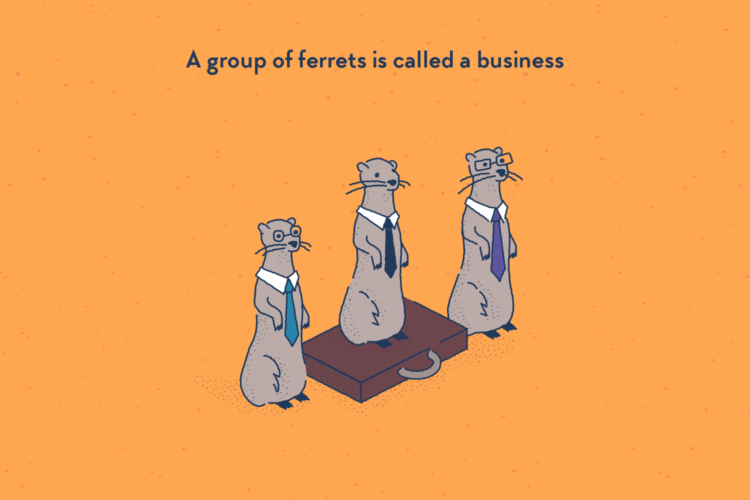 Three ferrets standing around a suitcase, each wearing a tie.