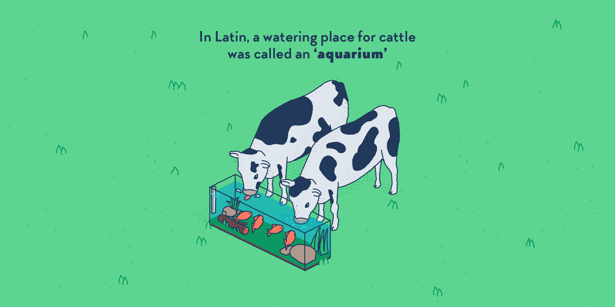 Two cows drinking from a glass aquarium full of fish.