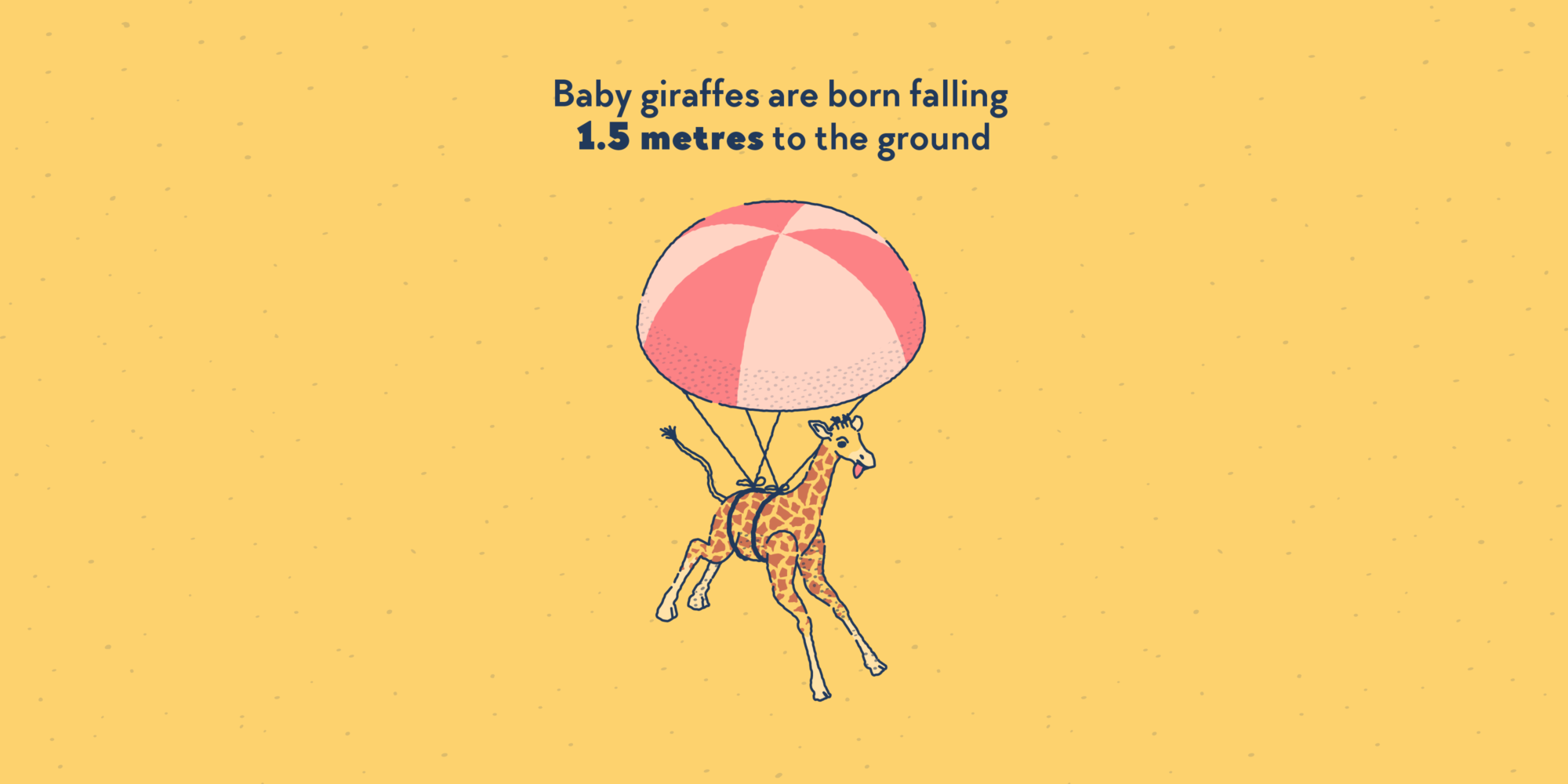 A newborn giraffe, falling with a parachute.