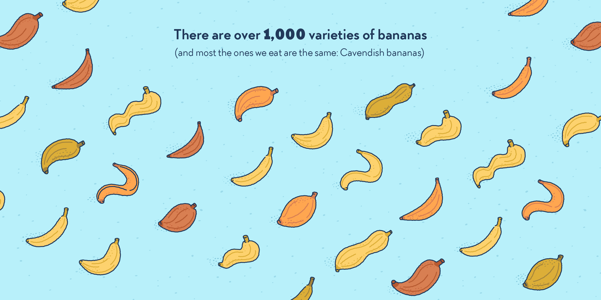 Many bananas with different shapes and colours.