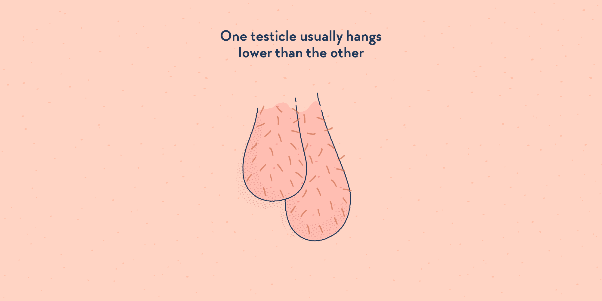 Two testicles, one hanging lower