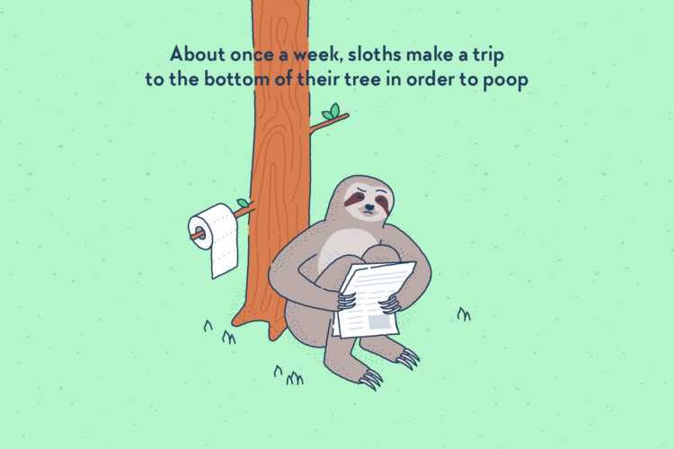 A sloth crouched at the bottom of a tree, reading a newspaper, a roll of toilet paper attached to a near branch.