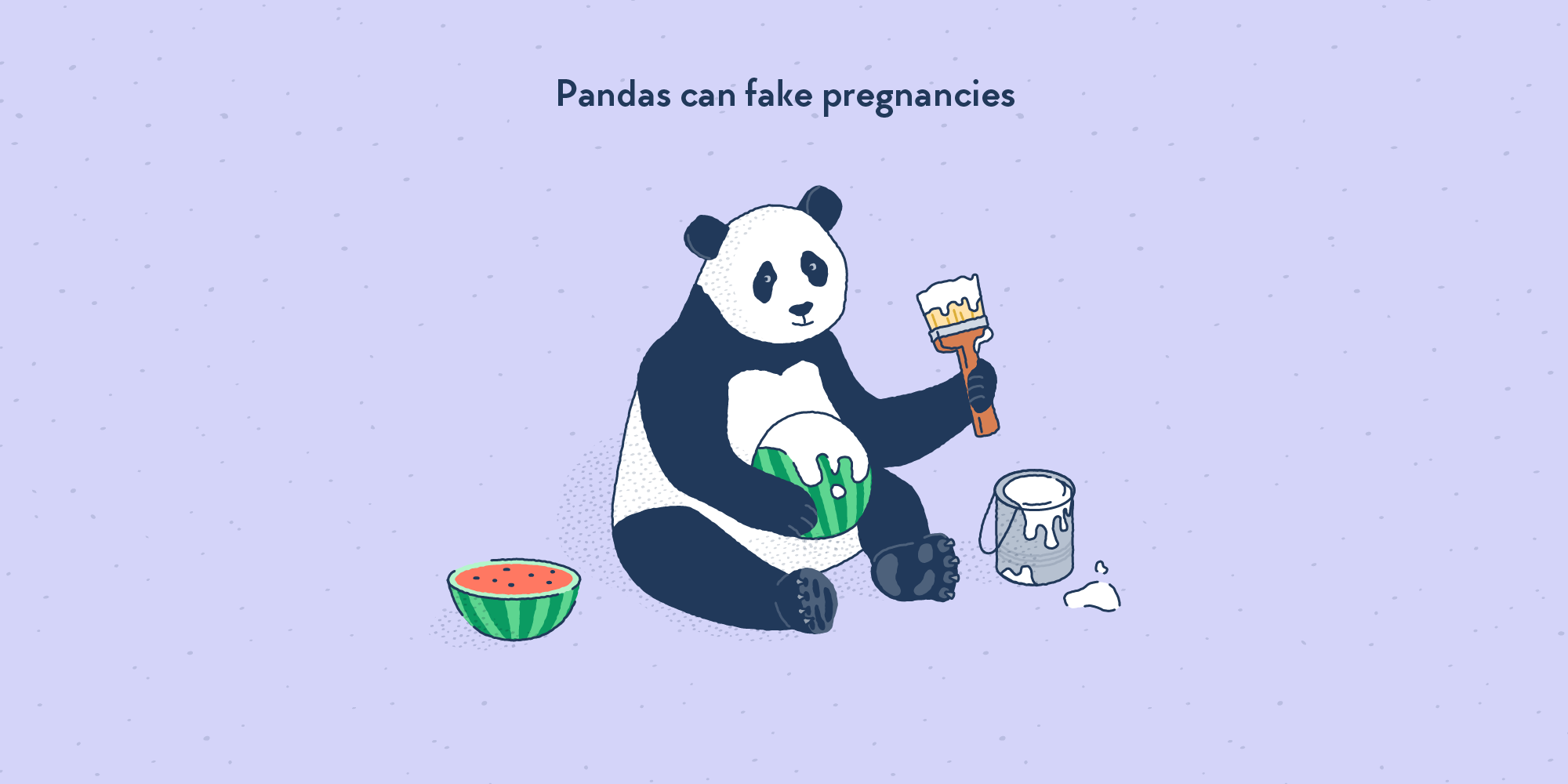 A panda painting a watermelon in white and placing it on her belly to pretend it’s bigger.