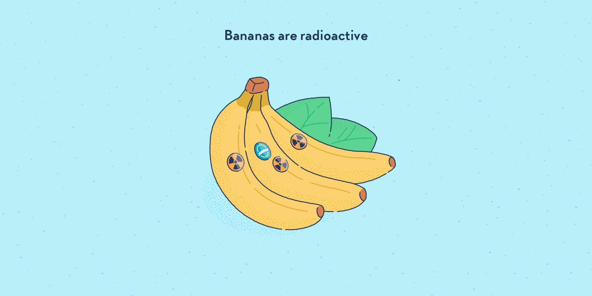 get annoyed Relative size antique Bananas are radioactive – Factourism