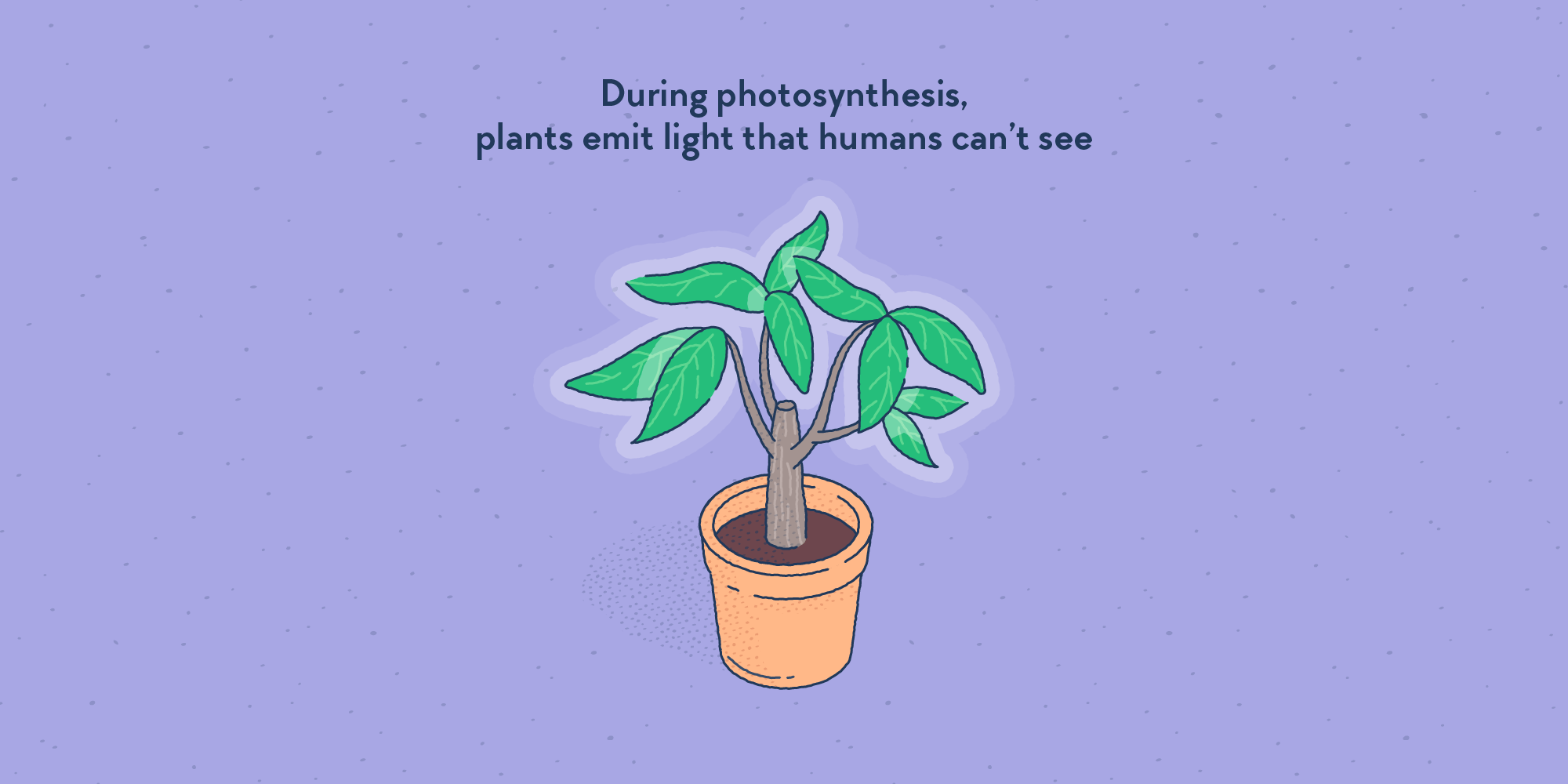 A plant in a pot, emitting light, with a white allow around its leaves.