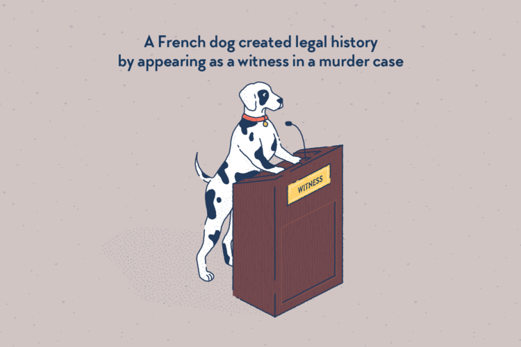 A dalmatian, standing in a courtroom behind a wooden podium with a microphone